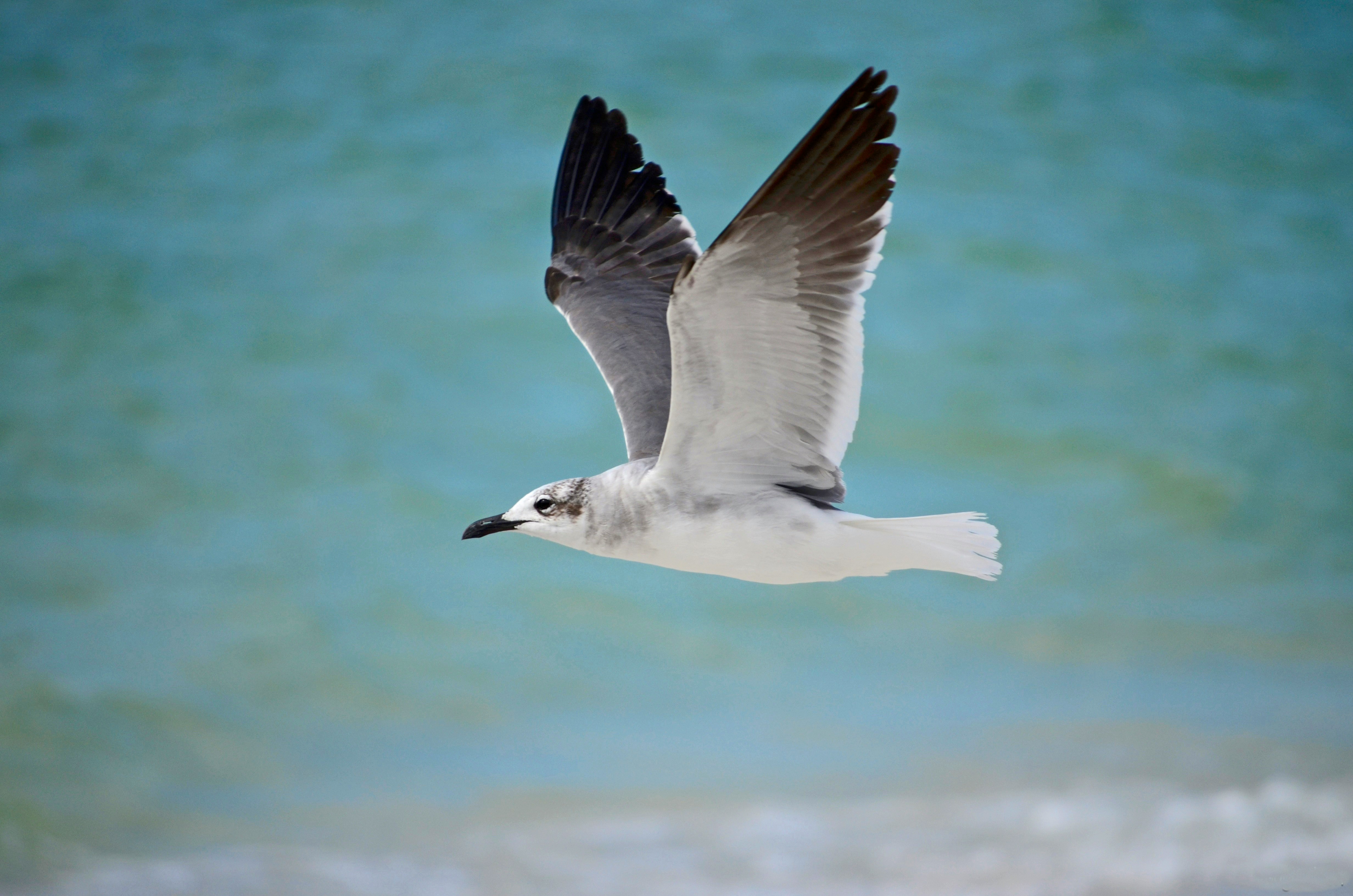 white seagull flying over a body of water